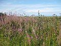 IMG_2944