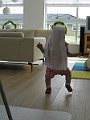 IMG_9748