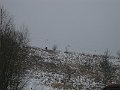 IMG_9386