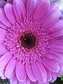 IMG_9787