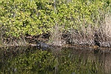 IMG_1381