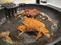 IMG_2529