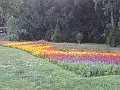 IMG_7217