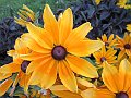 IMG_1905