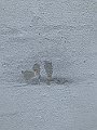 IMG_6430