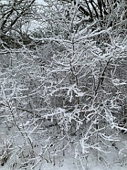 IMG_3703(1)