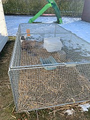 IMG_3468(1)
