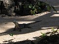 fi