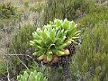 IMG_8206