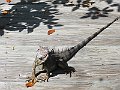IMG_4880