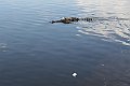IMG_1409