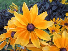 IMG_1905