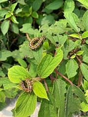 IMG_5655