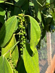 IMG_0001(2)