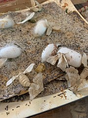 IMG_9543(1)