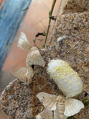 IMG_9544(1)